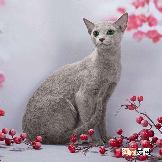 怎样购买到纯种猫猫