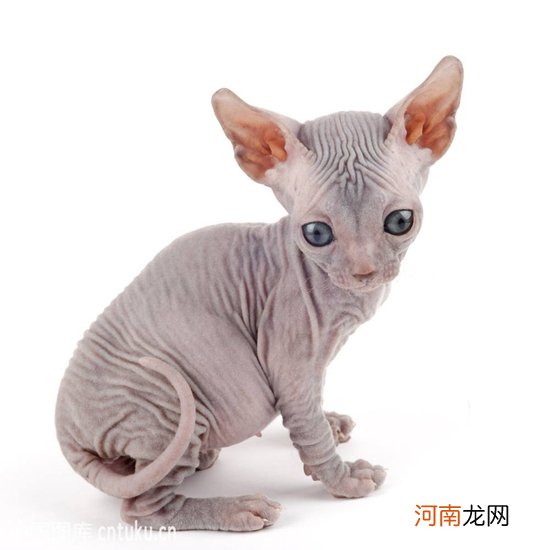 怎样购买到纯种猫猫