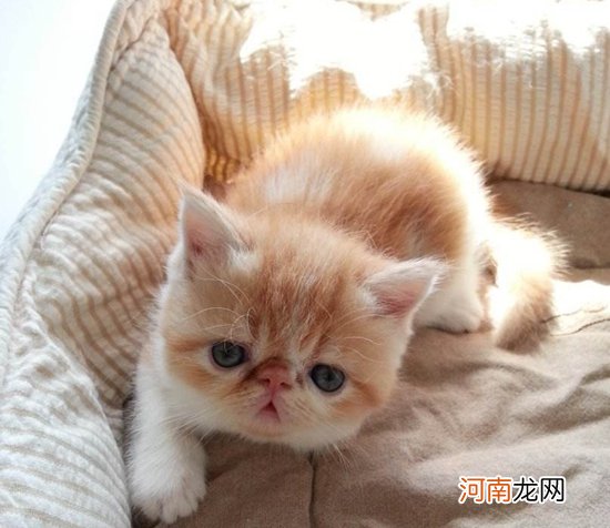 如何挑选异国短毛猫