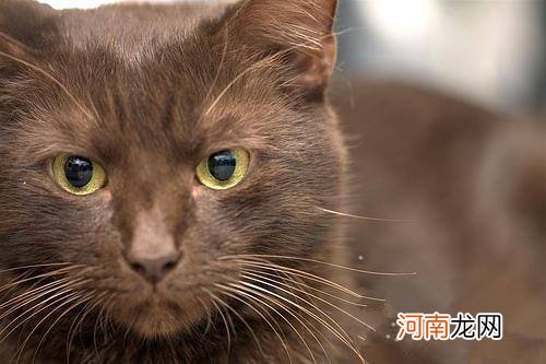 哈瓦那棕猫怎么挑