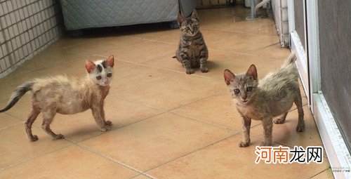 领养猫猫应做哪些准备
