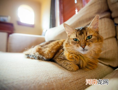 索马里猫长什么样