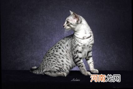 埃及猫怎么看纯不纯