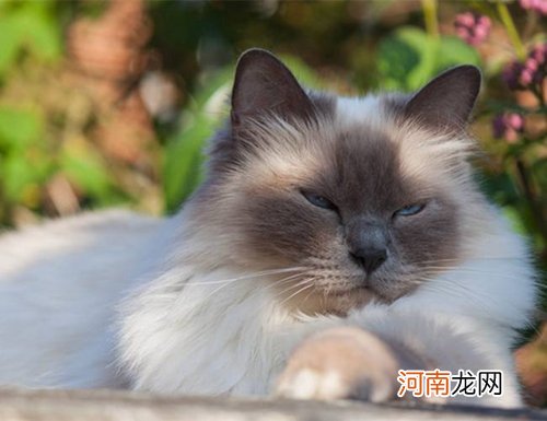 伯曼猫怎么看纯不纯