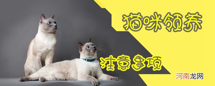 领养猫咪注意事项