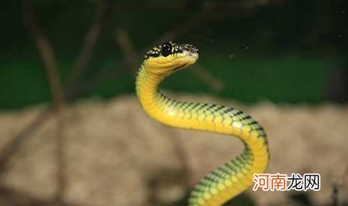 梦见被手蛇咬了是什么征兆 梦见自己的手被蛇咬了是什么意思