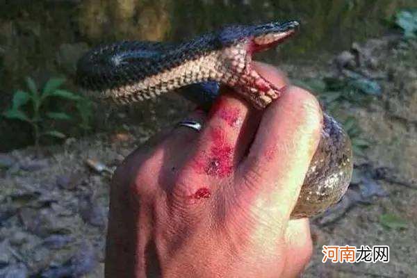 梦见被手蛇咬了是什么征兆 梦见自己的手被蛇咬了是什么意思