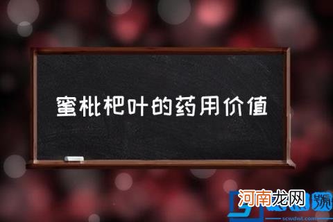 蜜枇杷叶的药用价值,枇杷叶有哪些形态特征和功效？