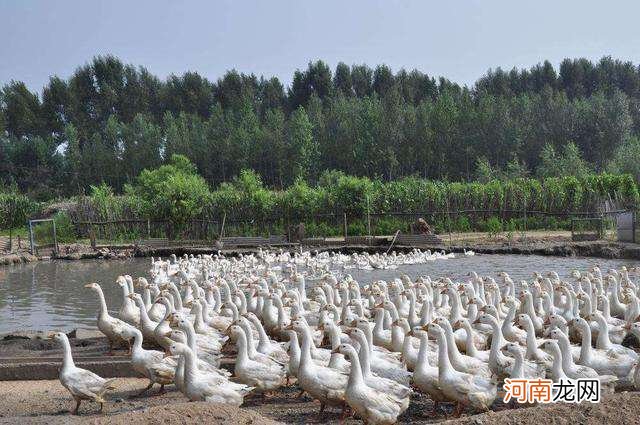 威县农村创业扶持项目 威县农村创业扶持项目名单