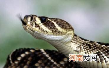 做梦梦到蛇缠身上是什么意思 做梦梦到蛇缠身上是什么意思啊