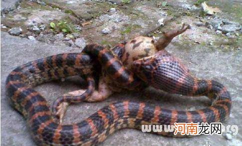 做梦梦到蛇缠身上是什么意思 做梦梦到蛇缠身上是什么意思啊