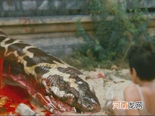 解梦蟒蛇 解梦蟒蛇入宅