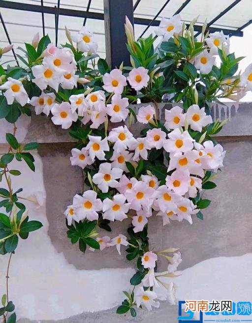 春季有什么花开放? 春季开的有些什么花