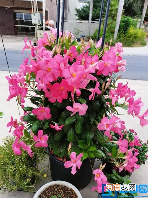 春季有什么花开放? 春季开的有些什么花