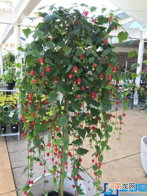 春季有什么花开放? 春季开的有些什么花