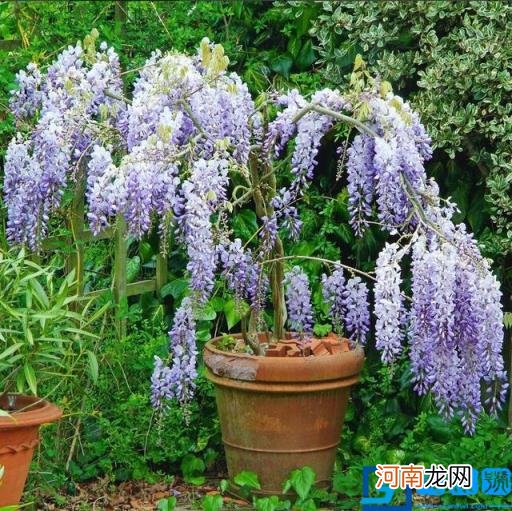 春季有什么花开放? 春季开的有些什么花