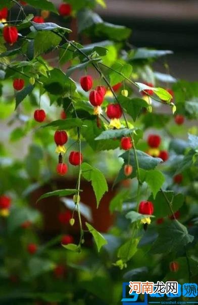 春季有什么花开放? 春季开的有些什么花