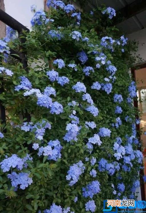 春季有什么花开放? 春季开的有些什么花