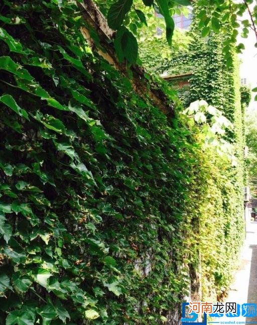 春季有什么花开放? 春季开的有些什么花