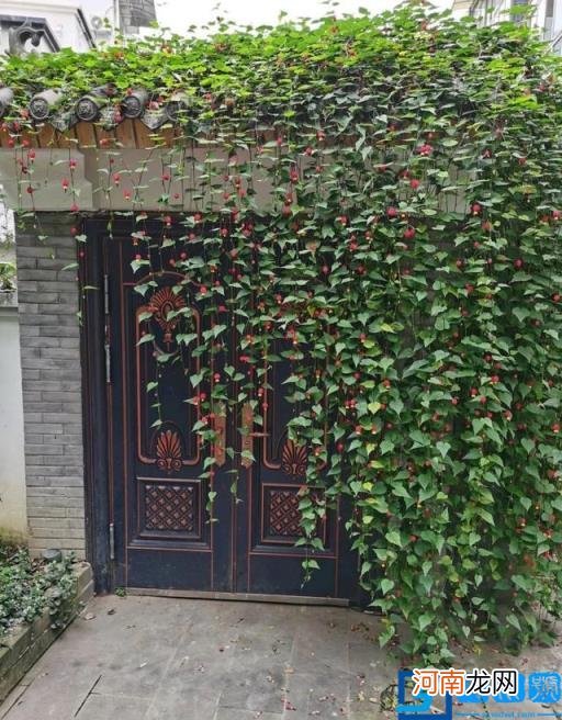 春季有什么花开放? 春季开的有些什么花