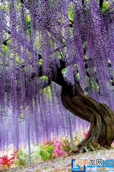 春季有什么花开放? 春季开的有些什么花