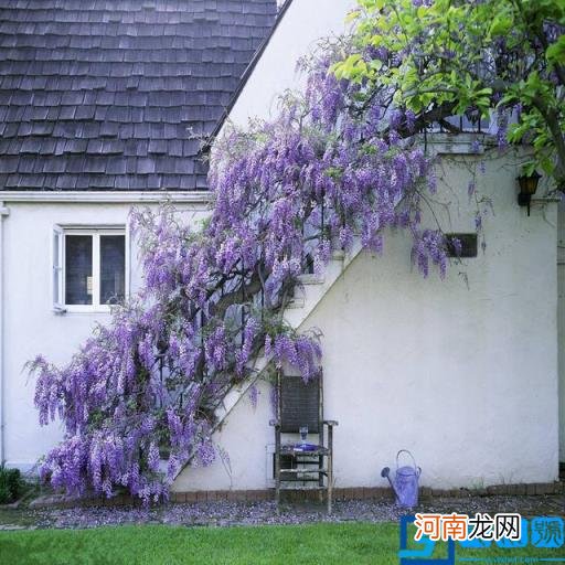 春季有什么花开放? 春季开的有些什么花