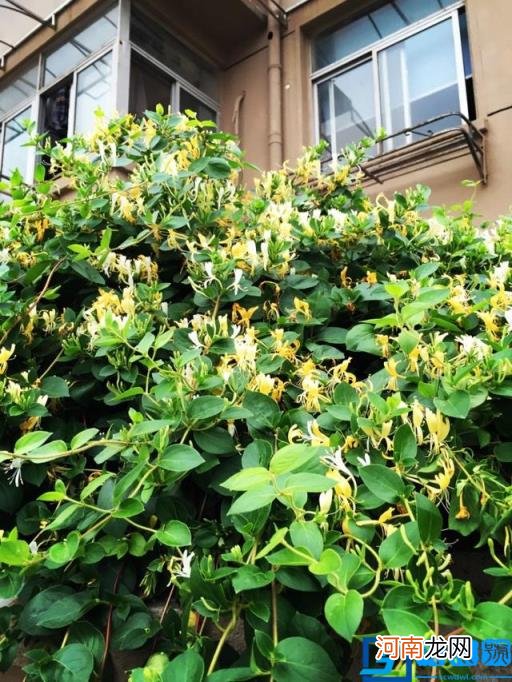 春季有什么花开放? 春季开的有些什么花