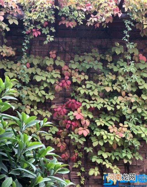 春季有什么花开放? 春季开的有些什么花