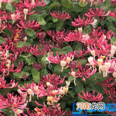 春季有什么花开放? 春季开的有些什么花