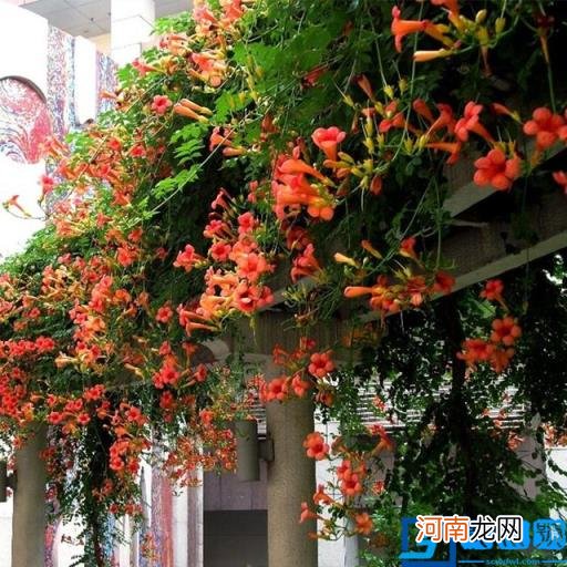 春季有什么花开放? 春季开的有些什么花