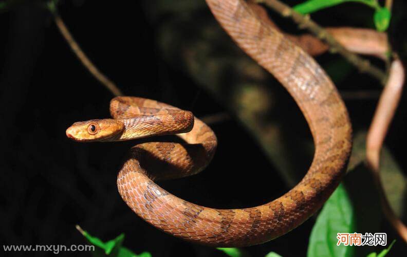 为什么睡觉老是梦到蛇 为什么睡觉老是梦到蛇咬自己