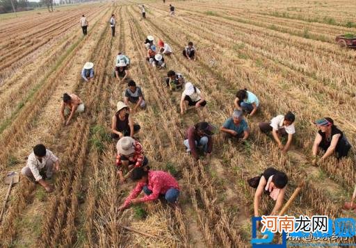 农村种植药材有什么政策补贴 药材种植政府有补贴吗