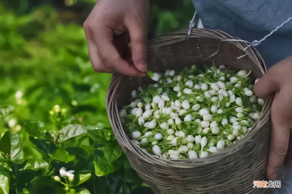 吴裕泰茉莉花茶档次 茉莉花茶张一元和吴裕泰哪个好