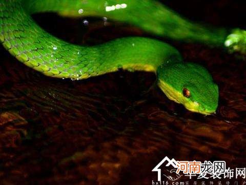 经常梦到蛇好吗 经常能梦到蛇