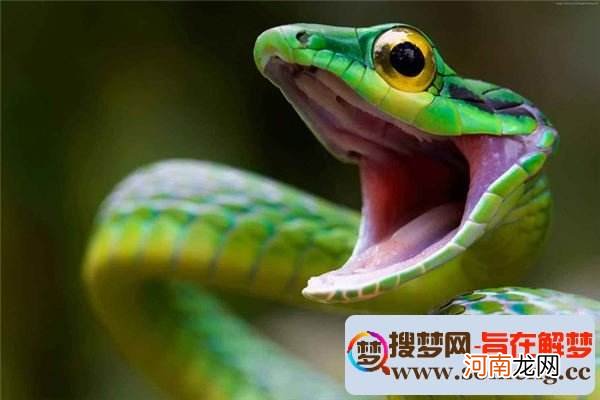 经常梦到蛇好吗 经常能梦到蛇