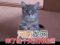 猫的品种图片名字大全及价格介绍 猫的品种有哪些分类