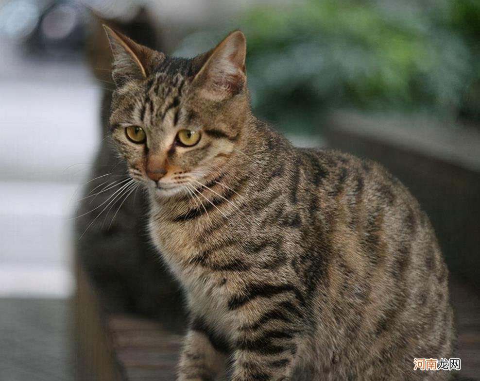 猫的品种图片名字大全及价格介绍 猫的品种有哪些分类