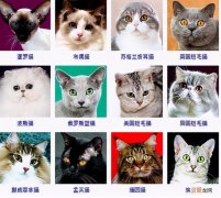 猫的品种图片名字大全及价格介绍 猫的品种有哪些分类