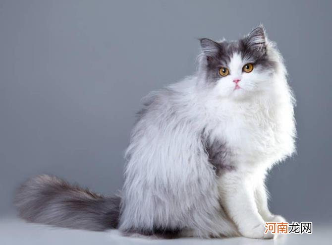 猫的品种图片名字大全及价格介绍 猫的品种有哪些分类