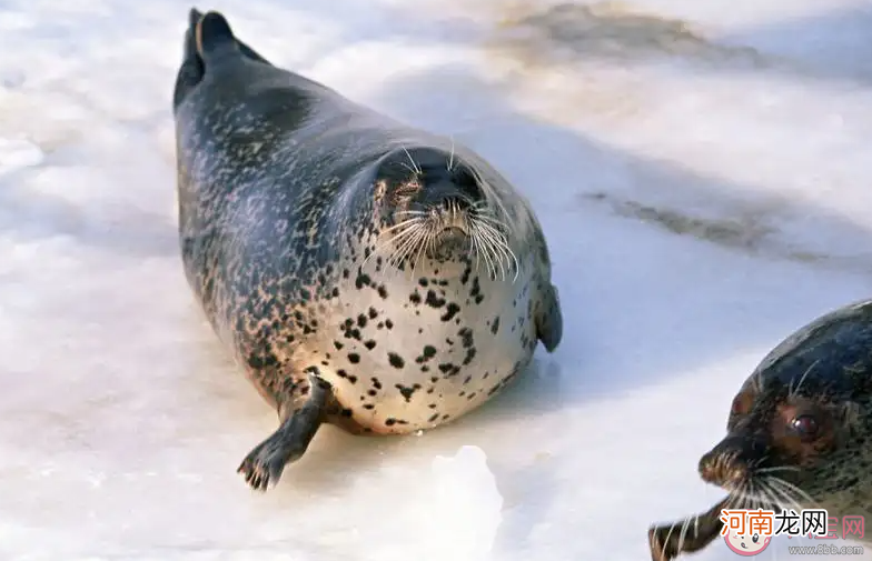海狮海豹|海狮海豹哪个用前肢划水 神奇海洋9月27日答案最新