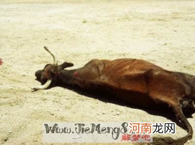 周公解梦别人打架 周公解梦别人打架头上有血