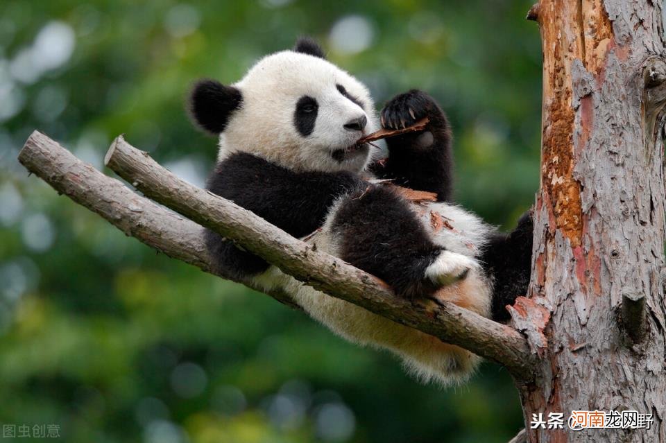 大熊猫的天敌是什么动物 大熊猫在野外有天敌吗