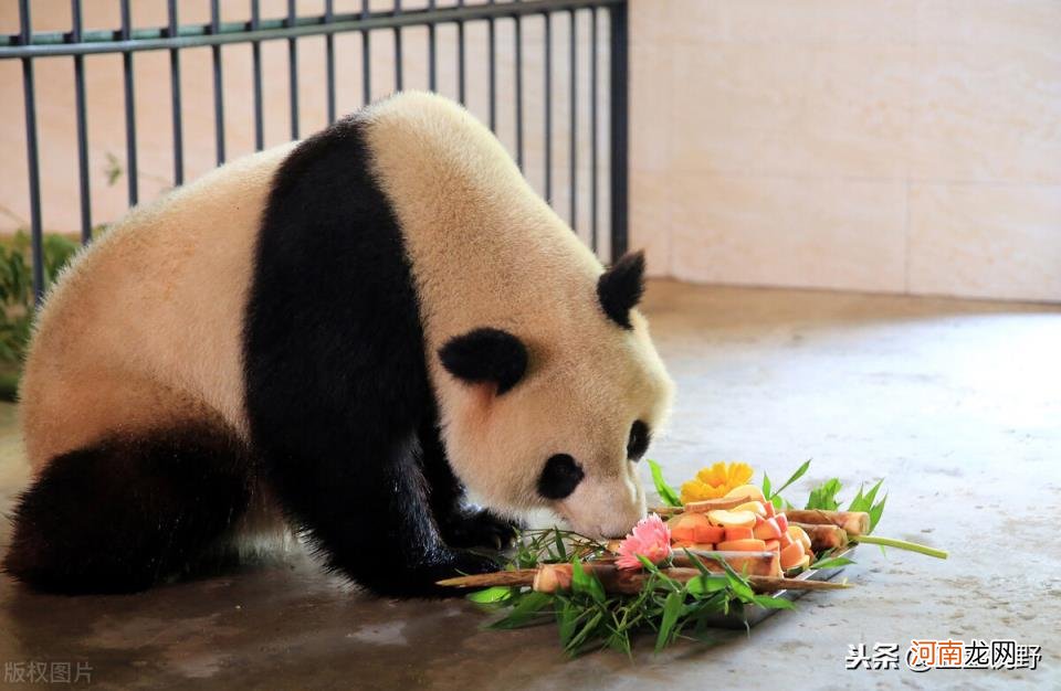 大熊猫的天敌是什么动物 大熊猫在野外有天敌吗