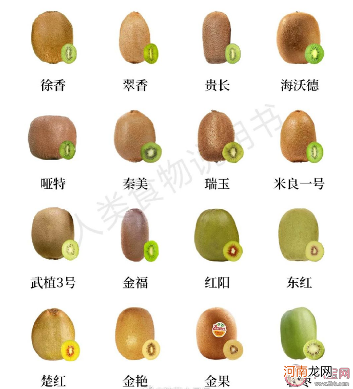 猕猴桃|猕猴桃有哪些种类口味 红心黄心绿心猕猴桃哪种最好吃
