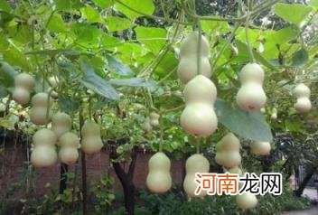 家里闭口葫芦要怎么挂 家里挂开口葫芦还是闭口葫芦好