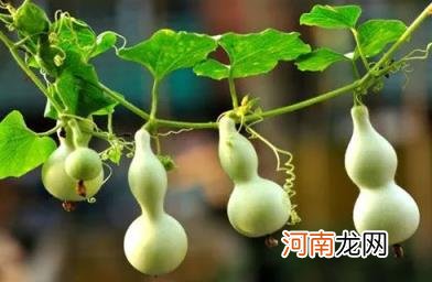家里闭口葫芦要怎么挂 家里挂开口葫芦还是闭口葫芦好