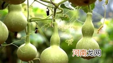 家里闭口葫芦要怎么挂 家里挂开口葫芦还是闭口葫芦好