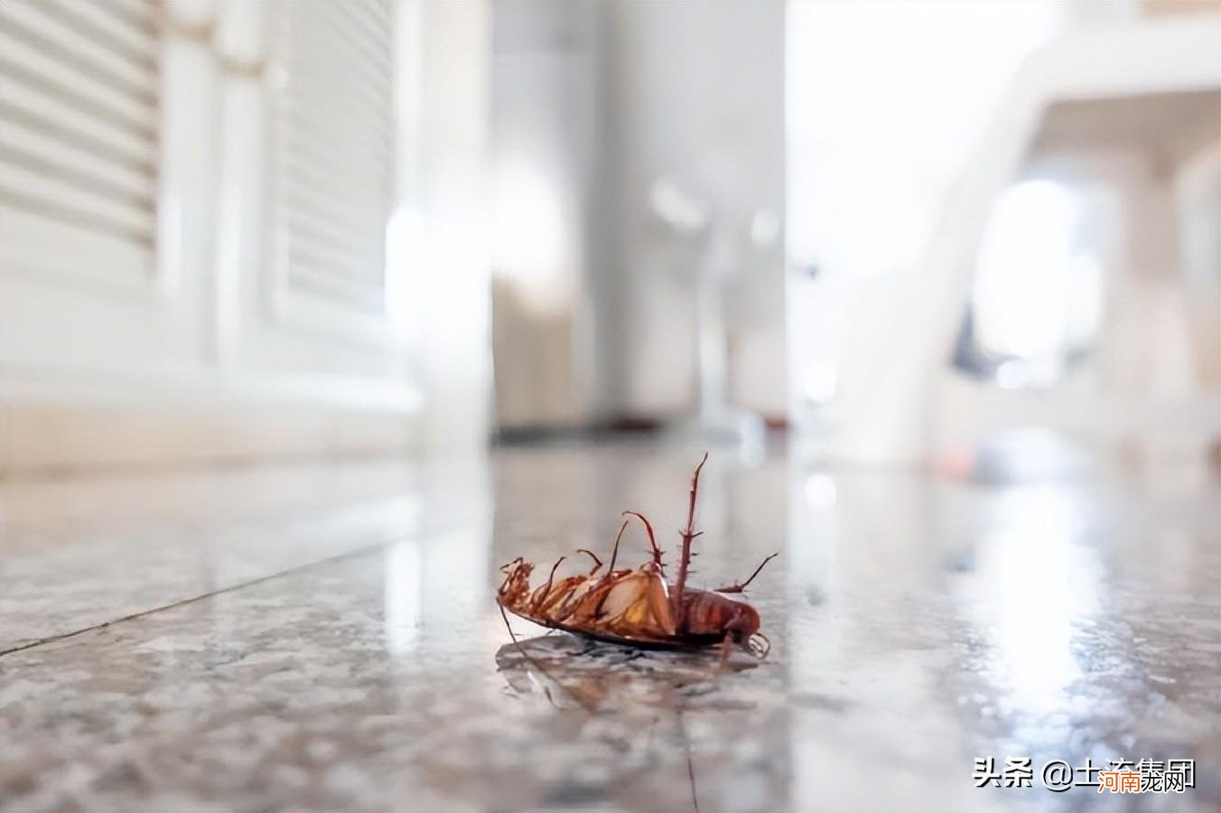 蟑螂最怕三种克星是什么 如何避免蟑螂晚上爬床