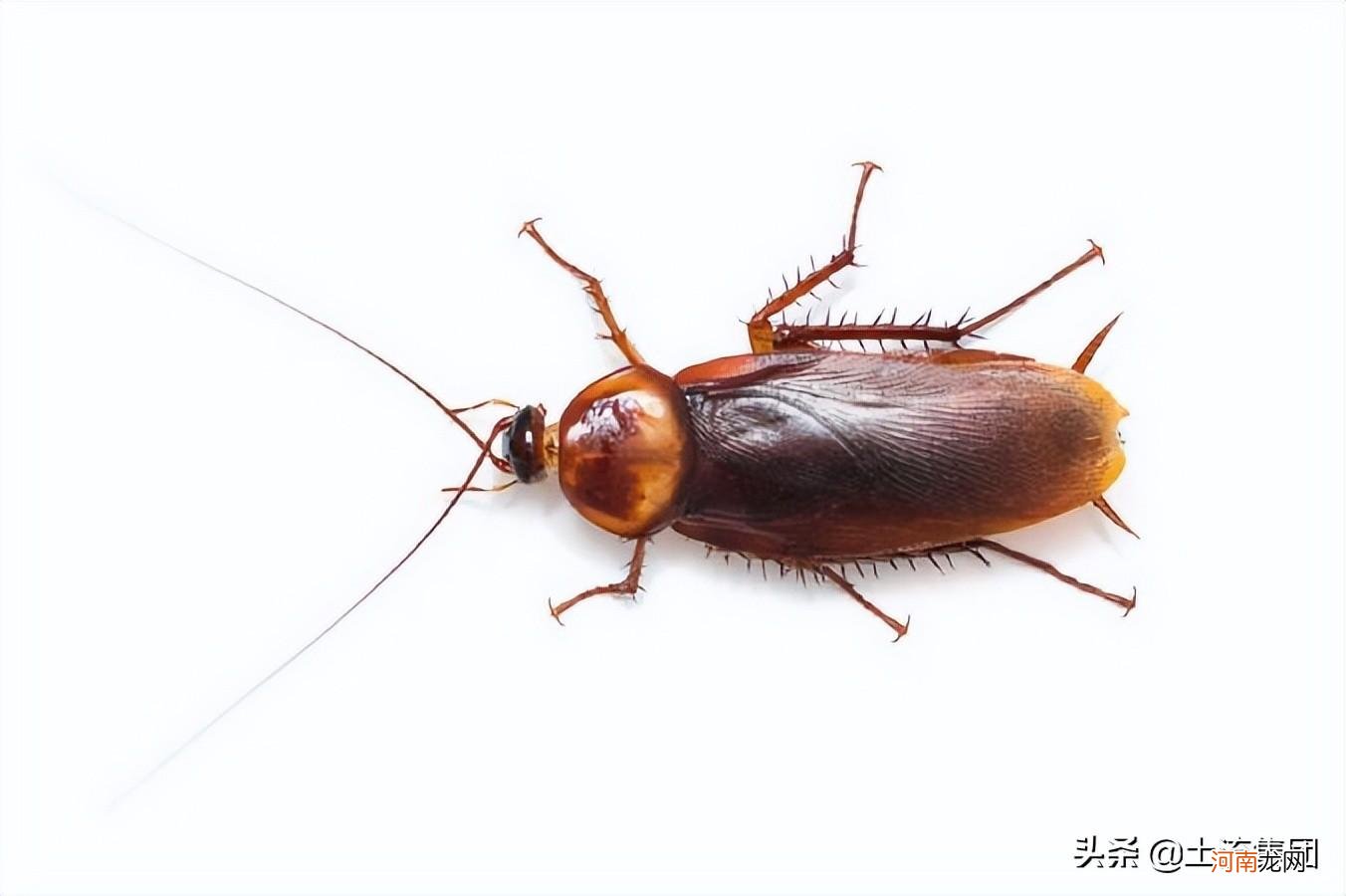 蟑螂最怕三种克星是什么 如何避免蟑螂晚上爬床