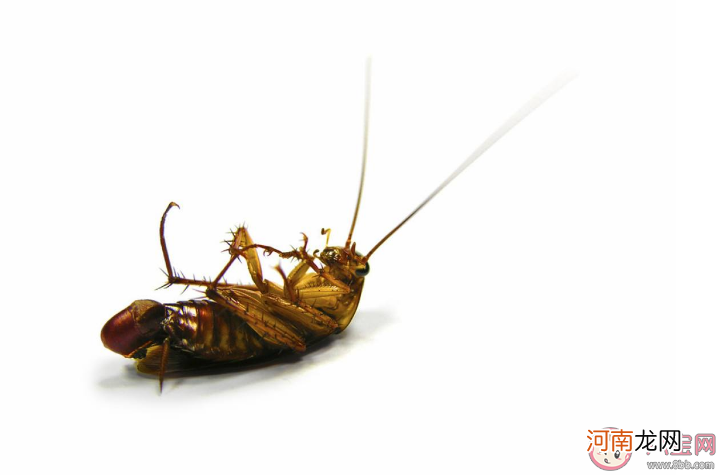 蟑螂|1只蟑螂1年可繁衍出1000万只蟑螂 有一只蟑螂就有一窝吗